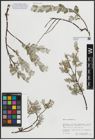 Foto von Salix arenaria L.